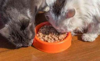 猫咪可以吃燕麦吗？猫可不可以吃燕麦片?（最新）