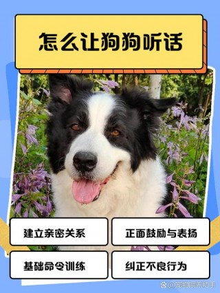怎么能让狗狗听话，（怎么样才可以让狗狗听话）