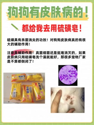 狗狗能用硫磺皂洗澡吗？可以给狗用硫磺皂洗澡吗（最新）