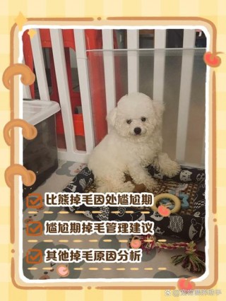 狗狗几个月换毛？狗狗几个月换毛结束（最新）