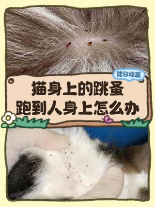 猫咪跳蚤会传染人吗，猫跳蚤传染到人身上该怎么办?？