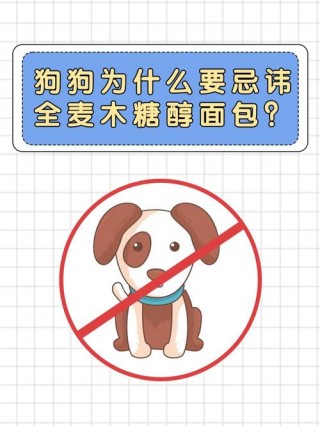 狗狗可以吃全麦面包吗，（狗狗吃全麦面包好吗）
