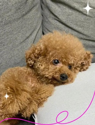 狗狗喝水咳嗽怎么回事，狗狗喝水总是咳嗽？