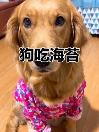 狗狗可以吃海苔吗？狗狗可以吃海苔味的东西吗（最新）