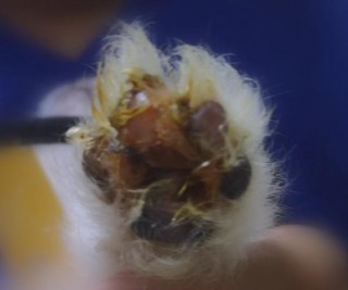 狗狗脚趾炎怎么治疗，狗狗脚趾炎怎么治疗好得快？