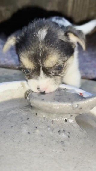 狗狗可以吃黑芝麻糊吗，狗狗能喝黑芝麻糊么？