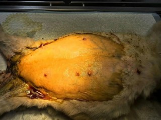 猫咪剖腹产多少钱，（猫剖腹产费用多少）