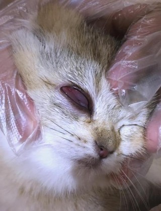 猫咪结膜炎会自愈吗，（猫咪结膜炎怎么办知乎）