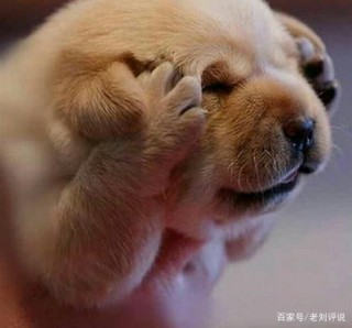 狗狗不舒服表现的睡姿？狗狗不舒服一直不睡觉（最新）