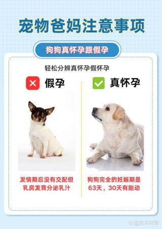 狗狗怀孕多久能看出来，狗狗怀孕多久能看出来?？