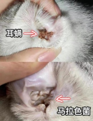 猫咪耳螨传染吗，（猫咪耳螨会传染人）