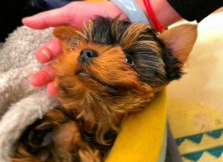 狗狗打疫苗怎么打？狗狗打疫苗打几联的比较好（最新）