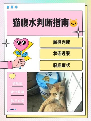 怎么确定猫咪怀孕，（怎么确认猫怀孕了）