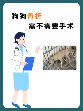 狗狗骨折的症状，（狗狗骨折吃什么药恢复）