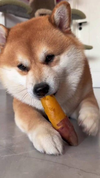 地瓜狗狗能吃吗？狗能否吃地瓜（最新）