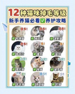 小猫咪掉毛怎么办？小猫掉毛是什么病（最新）
