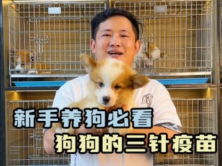 狗狗打血清多少钱一针？狗狗打血清的作用与功效（最新）