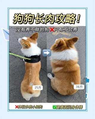 怎么把狗狗养胖？怎么把狗狗养胖了（最新）