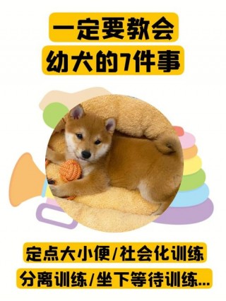 狗狗拉尿怎么训练，（狗狗拉尿训练视频）