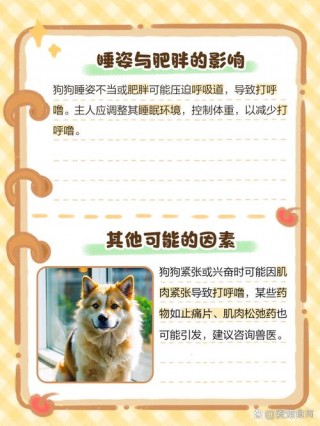 狗狗打呼噜是怎么回事？狗狗打呼噜是什么原因（最新）