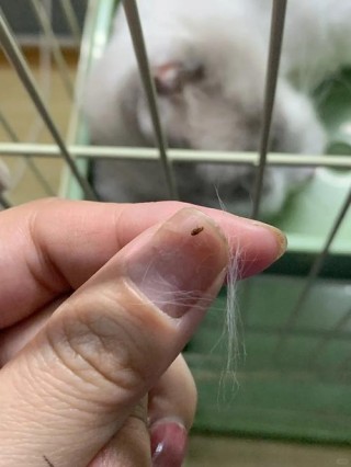 猫咪身上有跳蚤怎么办，（猫咪身上有跳蚤怎么办简单方法）