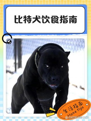 狗狗能吃挂面吗？狗狗可以吃挂面么（最新）