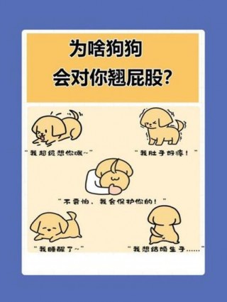 狗狗会想念主人吗，（狗狗会想念主人吗为什么）