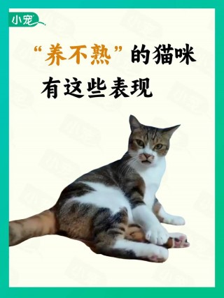 猫咪讨厌你的表现？猫咪伤心的表现（最新）