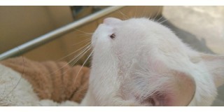 猫咪眼睛上面毛少，（猫咪眼睛上部毛少）