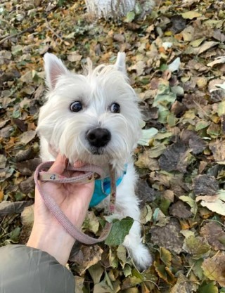 狗狗身上有弓形虫吗，（狗身上有弓形虫吗,能检测出来吗）