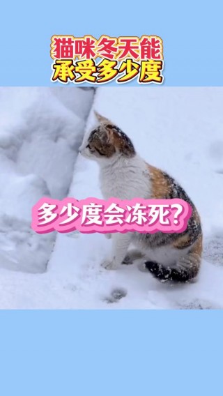 猫猫冬天怕冷吗？猫睡觉不盖东西会冷吗（最新）