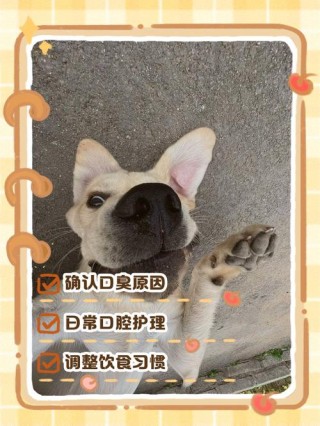 泰迪狗狗嘴巴臭怎么办，（泰迪狗嘴特别臭怎么办）