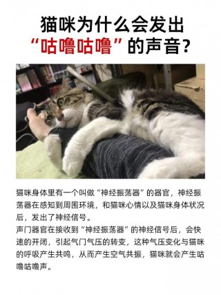 猫咪总是呼噜呼噜的，猫猫总是呼噜呼噜的？