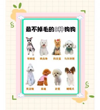 什么狗狗不掉毛，什么狗狗不掉毛还聪明？