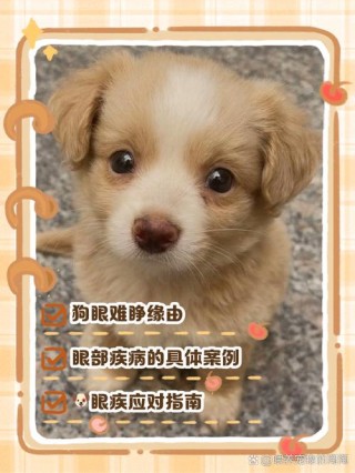 小狗狗几天睁眼？小狗狗几天睁眼睛（最新）