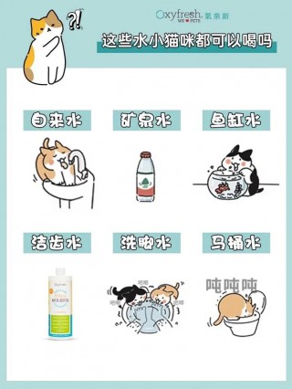 猫咪喝自来水会怎么样？猫咪喝自来水会死吗（最新）