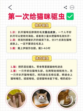 猫咪多大可以体内驱虫？猫咪多大体内驱虫比较好（最新）