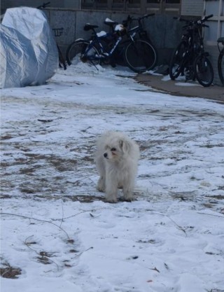 怎么给狗狗做窝，（怎么给狗做个狗窝）