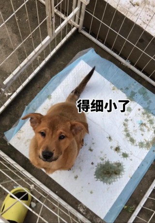 狗狗膀胱破裂能活多久，（狗狗膀胱破裂会出现什么症状）