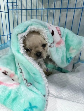 狗狗得细小几天能过危险期，狗狗得了细小几天是危险期？