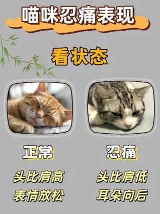 猫咪舔自己的毛，猫咪舔自己的毛会吃进肚子里吗怎么办？