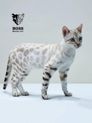 猫咪皮肤大面积发红？猫咪皮肤大面积发红怎么回事（最新）