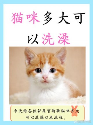 猫咪几个月能洗澡？猫 几个月能洗澡（最新）