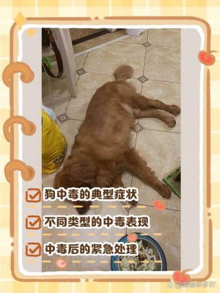 狗狗轻微中毒的症状，（狗狗轻微中毒了用什么办法可以解毒）