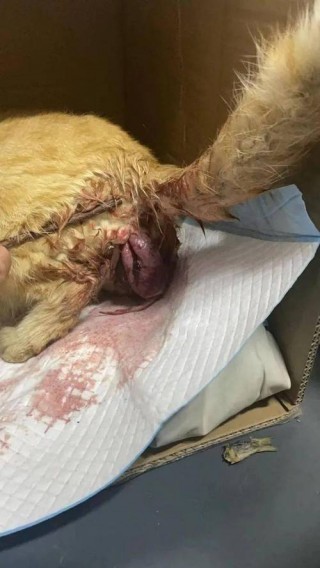 怎么帮猫咪助产？怎么帮猫咪助产呢（最新）