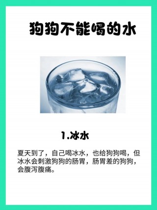 狗狗喝纯净水好吗，（狗狗喝纯净水好吗视频）