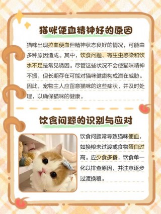 猫咪拉血但是精神很好，（猫咪拉血但是精神很好食欲也正常）