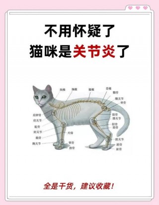 猫咪软骨病症状，（猫咪软骨病症状表现）