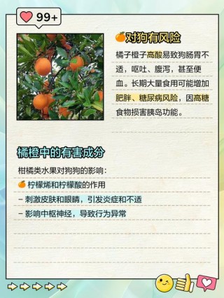 橙子狗狗能吃吗，（狗狗能吃橙子们）