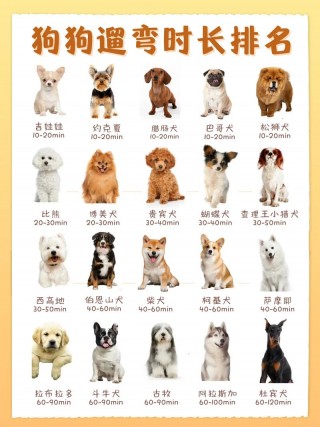 狗狗八个月算成犬吗，（狗狗八个月算成犬吗为什么）
